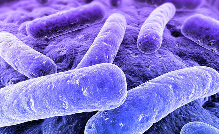  Situación actual de la Legionella