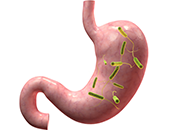 Sistema immunològic: microbiota intestinal microbiota intestinal
